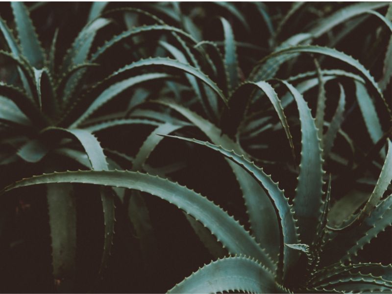 Are Aloe Plants Toxic to Cats?