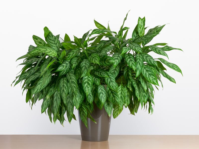 Are Chinese Evergreen Plants Toxic to Cats?