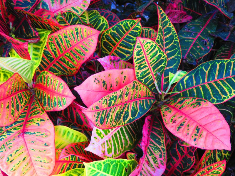 Are Croton Plants Toxic to Cats?