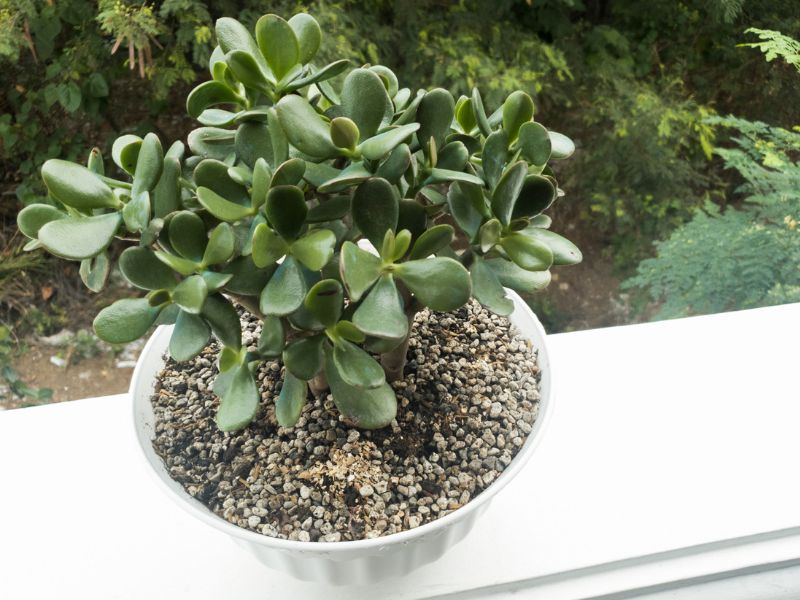 Are Jade Plants Toxic to Cats?