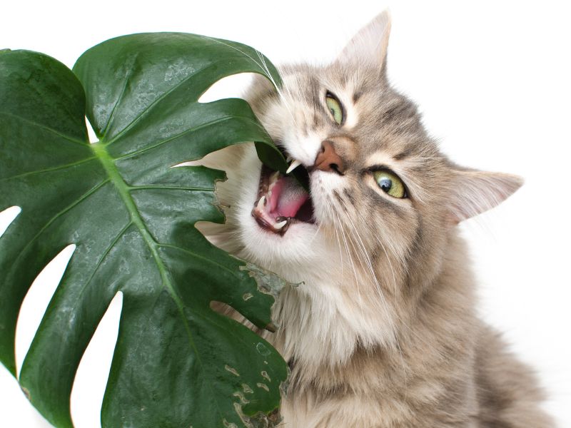 Are Monstera Plants Toxic to Cats?