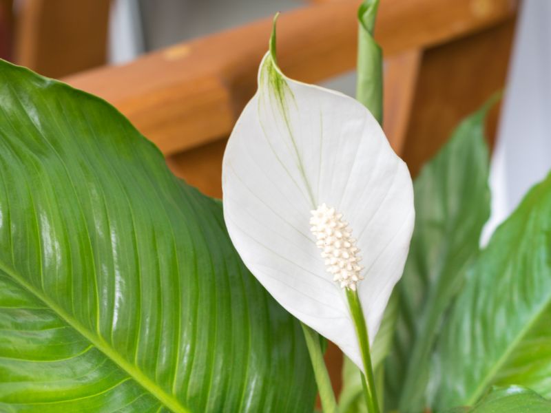 Are Peace Lily Plants Toxic to Cats?