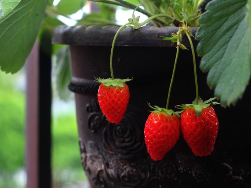 Are Strawberry Plants Toxic to Cats?
