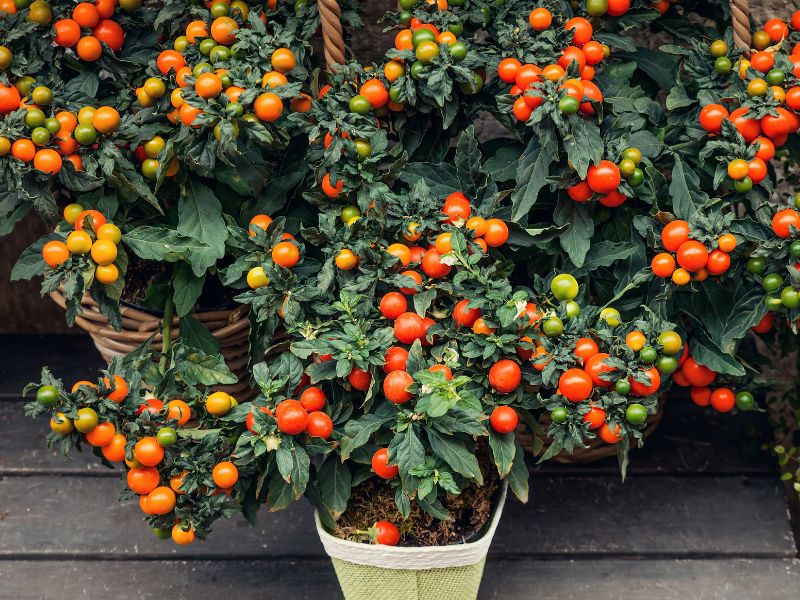 Are Tomato Plants Toxic to Cats?