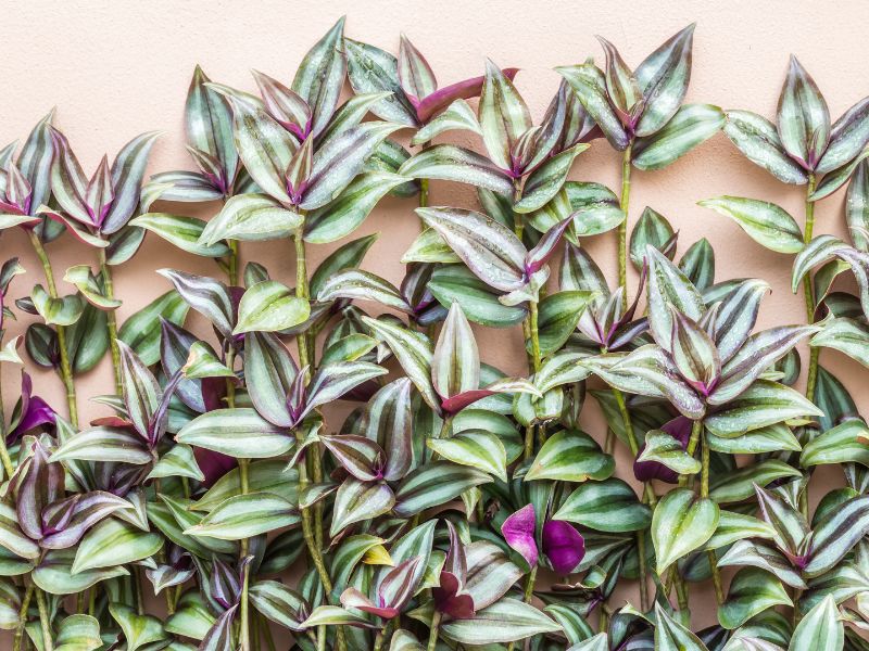 Are Wandering Jew Plants Toxic to Cats?