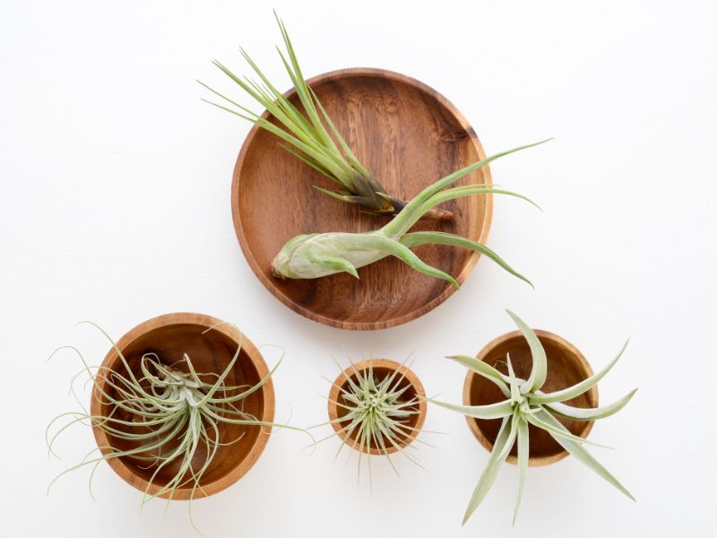 Are Air Plants Toxic to Dogs?