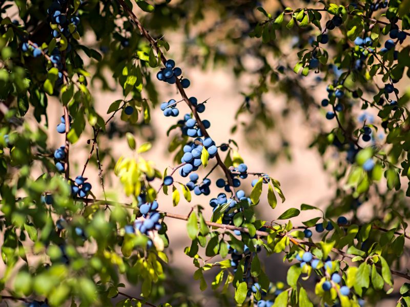 Are Blueberry Plants Toxic to Dogs?