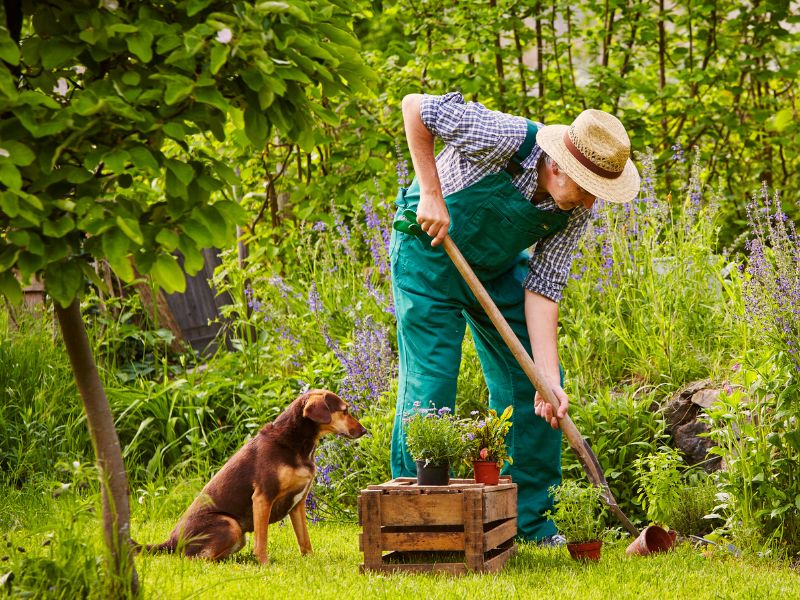 Are Garden Plants Toxic to Dogs?