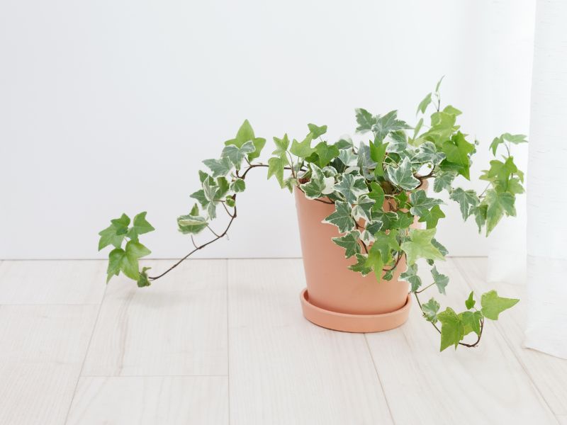 Are Ivy Plants Toxic to Dogs?