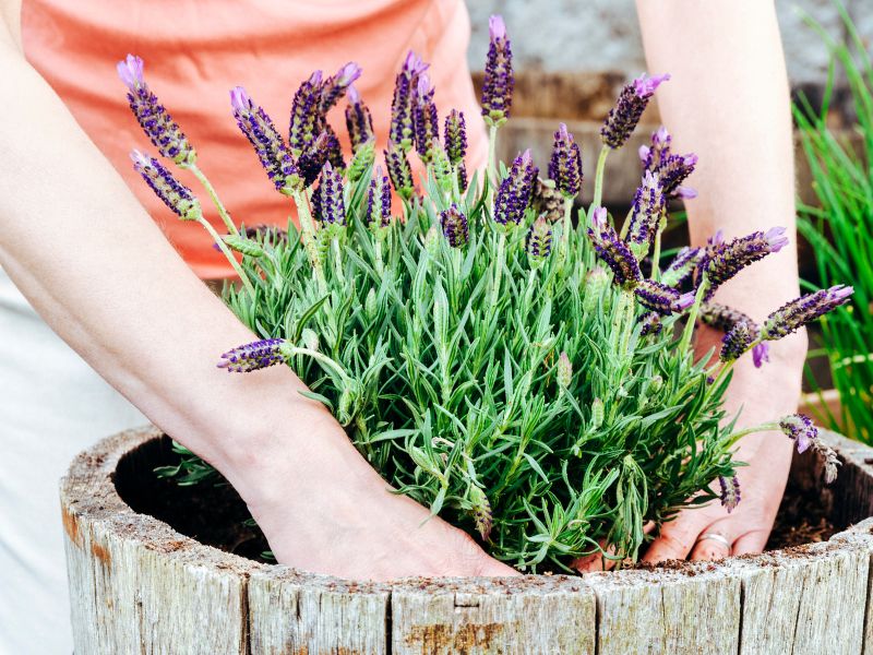 Are Lavender Plants Toxic to Dogs?