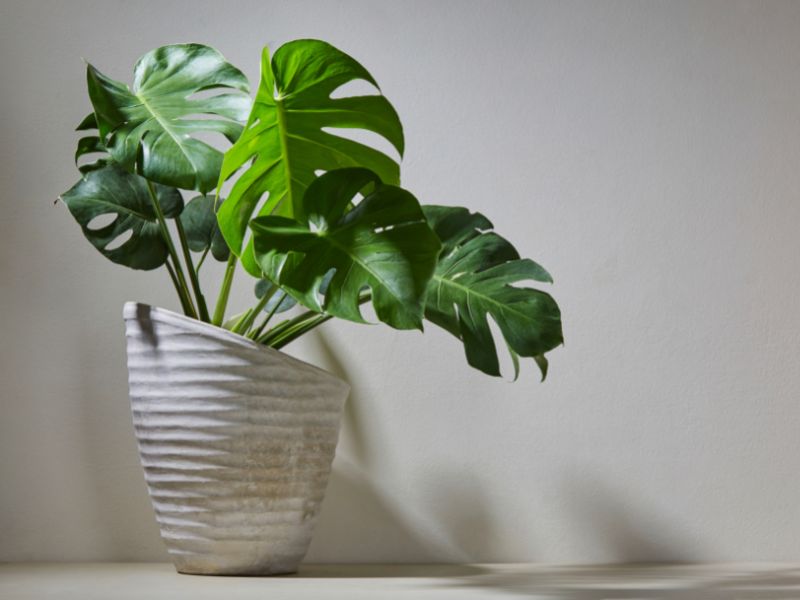 Are Monstera Plants Toxic to Dogs?