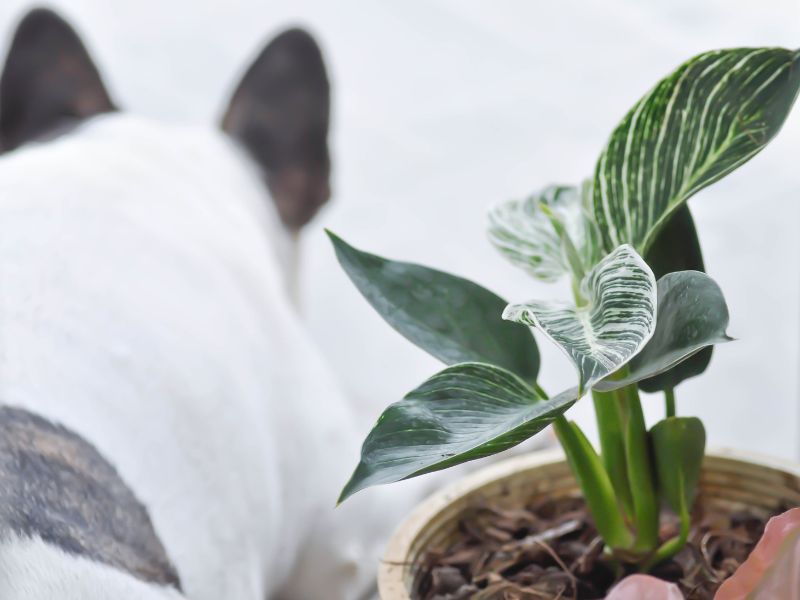 Are Philodendron Plants Toxic to Dogs?
