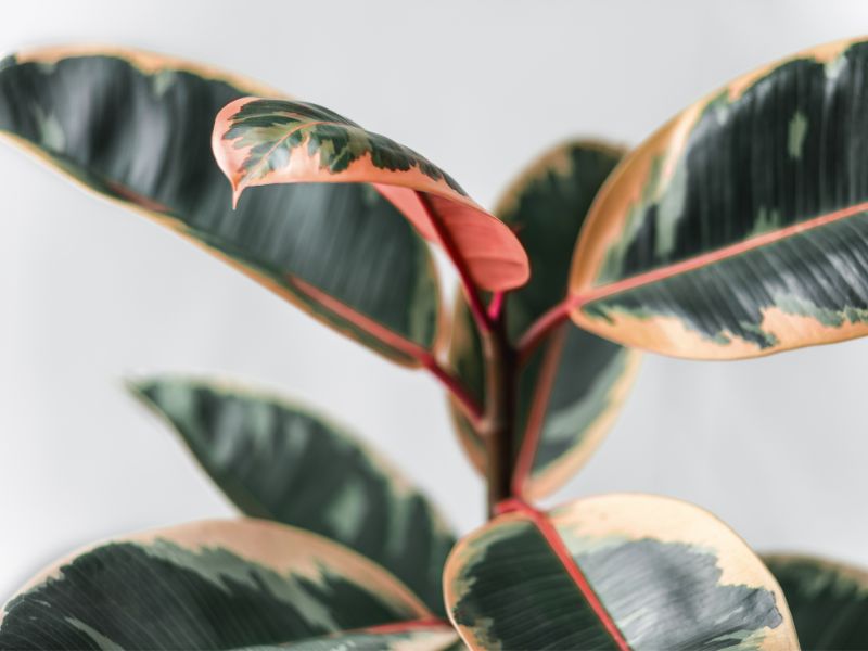 Are Rubber Plants Toxic to Dogs?