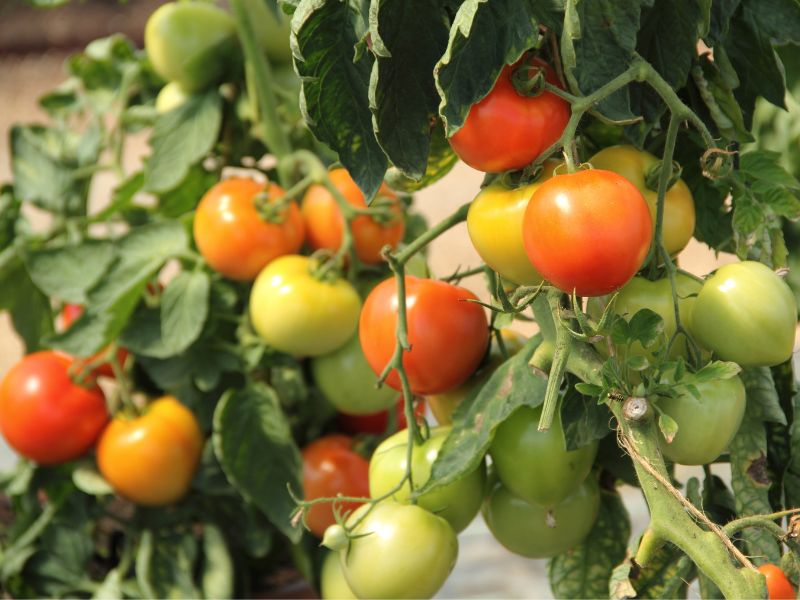 Are Tomato Plants Toxic to Dogs?