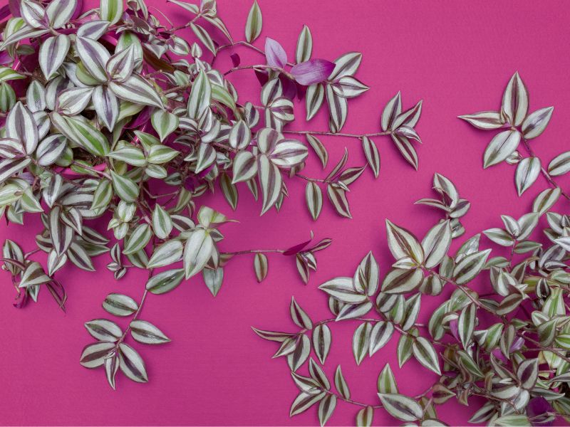 Are Wandering Jew Plants Toxic to Dogs?