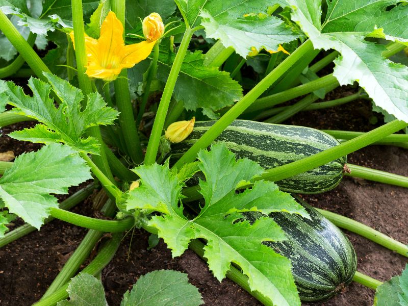 Are Zucchini Plants Toxic to Dogs?