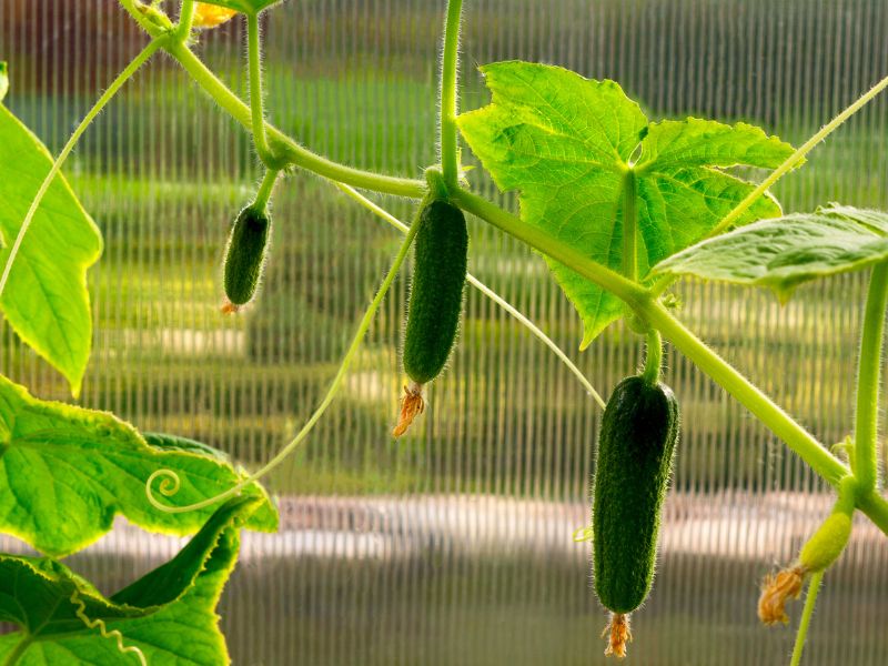 Are Cucumber Plants Toxic to Cats?