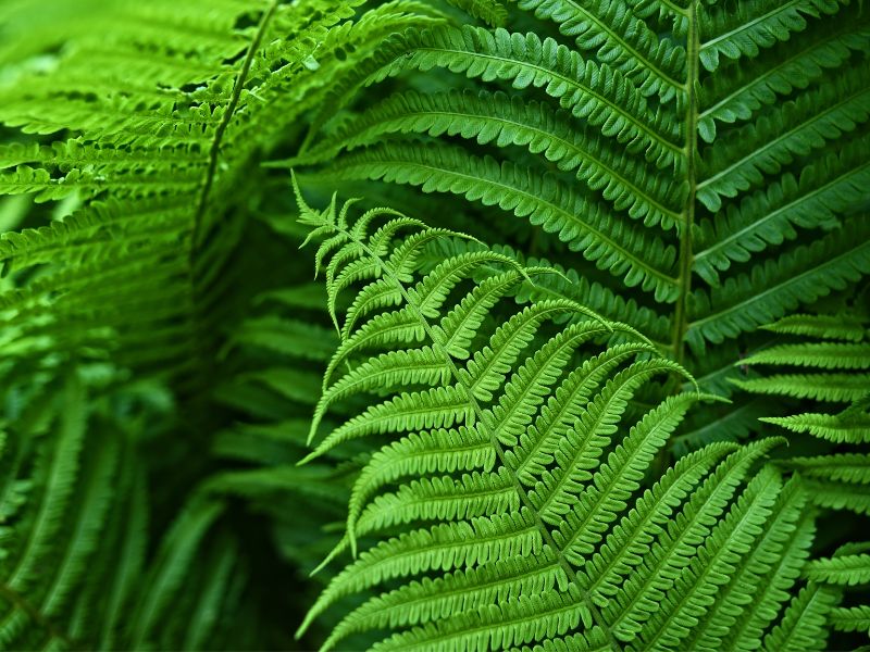 Are Fern Plants Toxic to Cats?