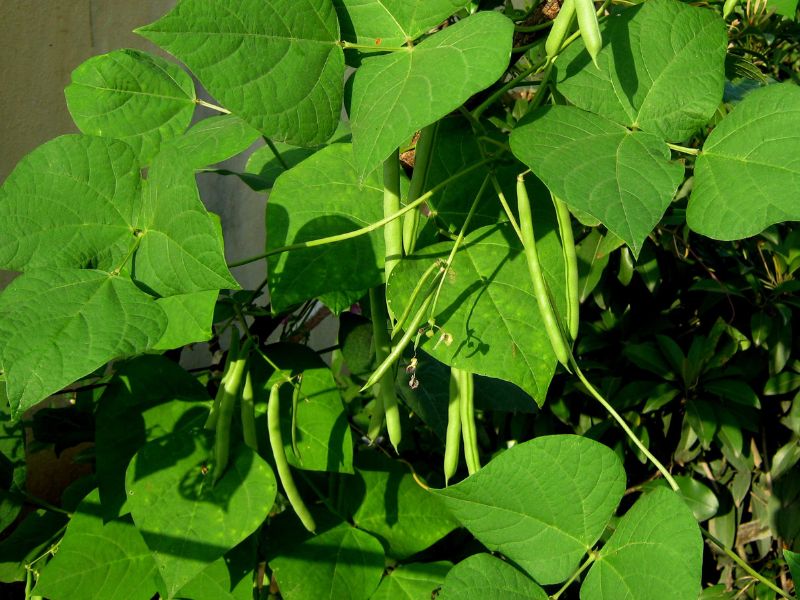 Are Green Bean Plants Toxic to Cats?