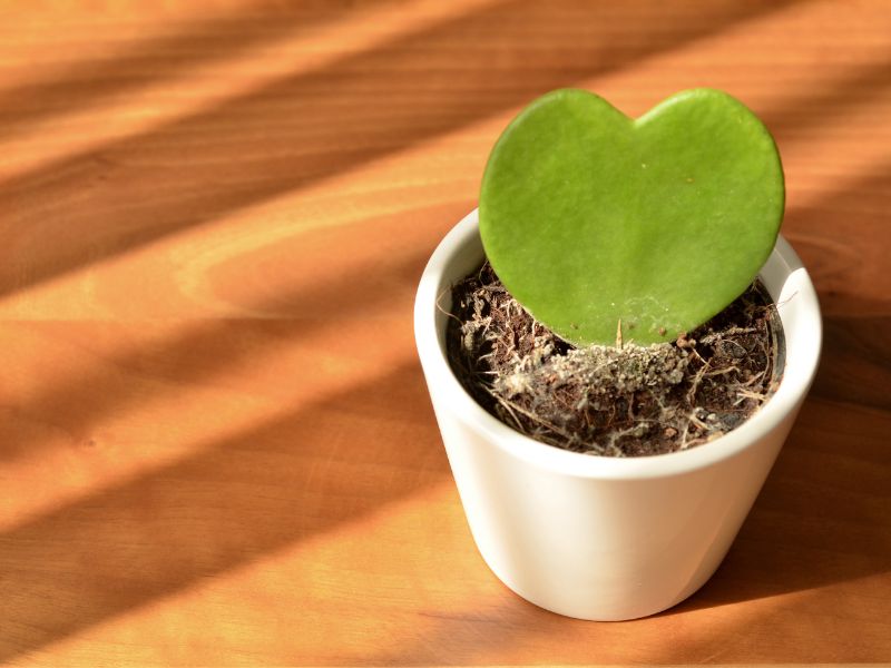 Are Hoya Heart Plants Toxic to Cats?