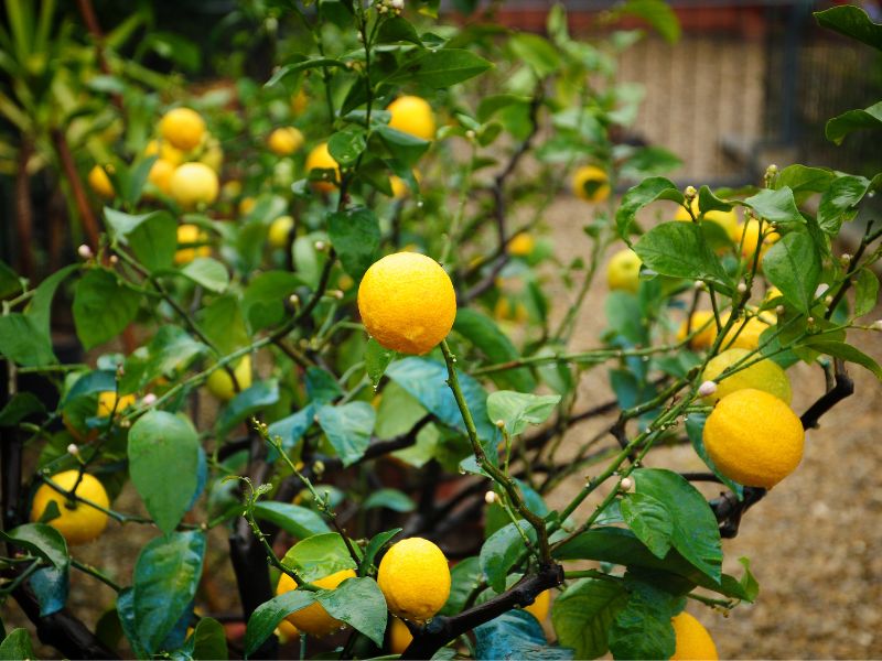 Are Lemon Plants Toxic to Cats?