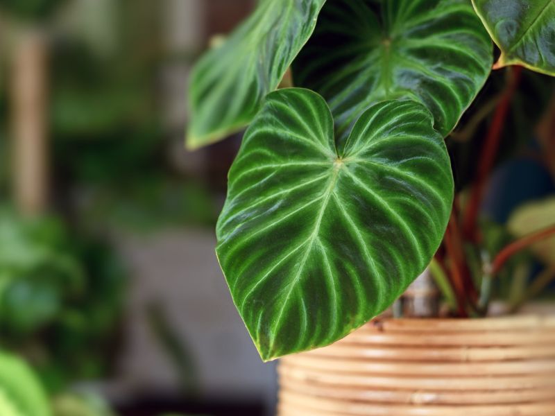 Are Philodendron Plants Toxic to Cats?