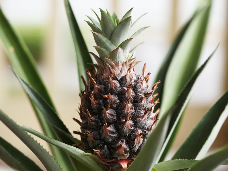Are Pineapple Plants Toxic to Cats?
