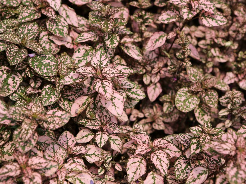 Are Pink Polka Dot Plants Toxic to Cats?
