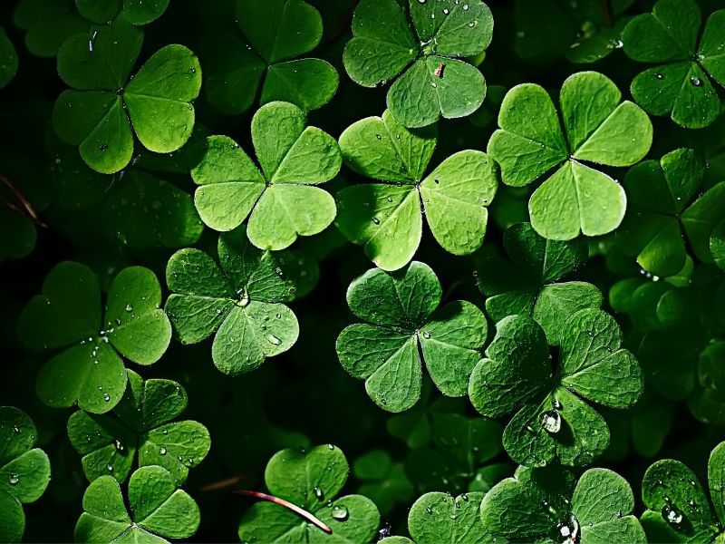 Are Shamrock Plants Toxic to Cats?