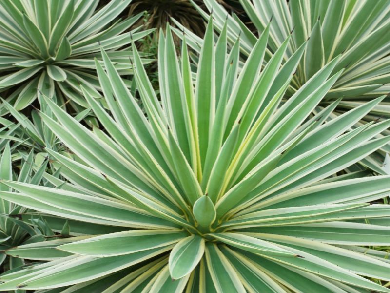 Are Agave Plants Toxic to Dogs?