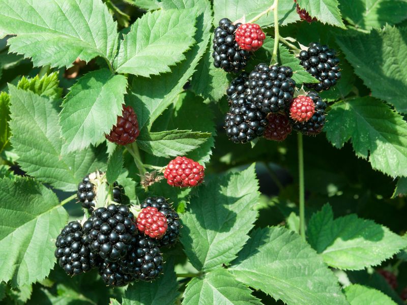 Are Blackberry Plants Toxic to Dogs?