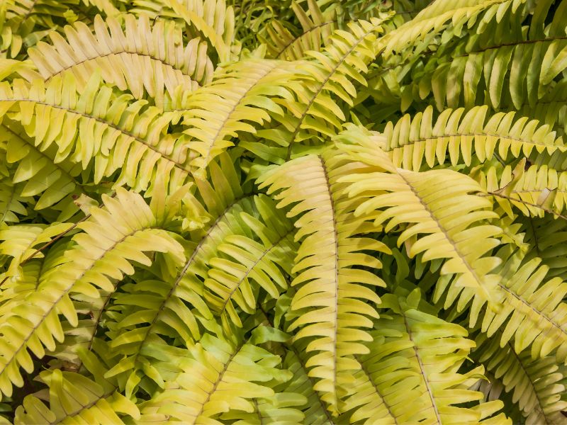 Are Fern Plants Toxic to Dogs?