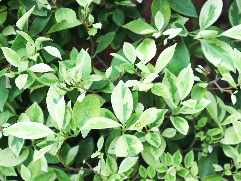 Are Ficus Plants Toxic to Dogs?