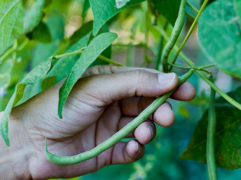 Are Green Bean Plants Toxic to Dogs?