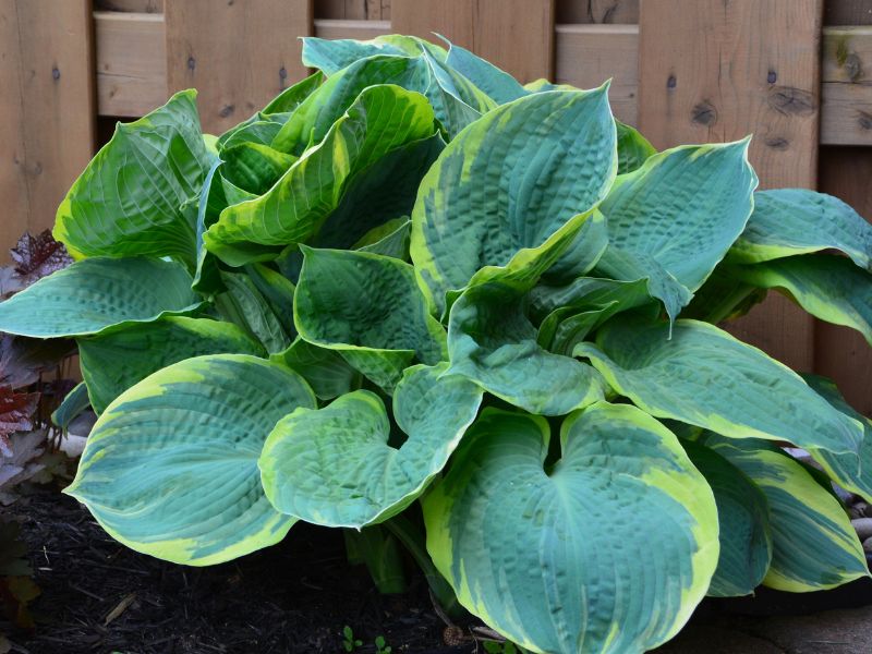 Are Hosta Plants Toxic to Dogs?
