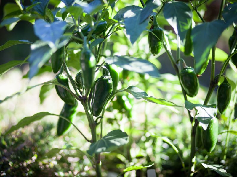 Are Jalapeño Plants Toxic to Dogs?