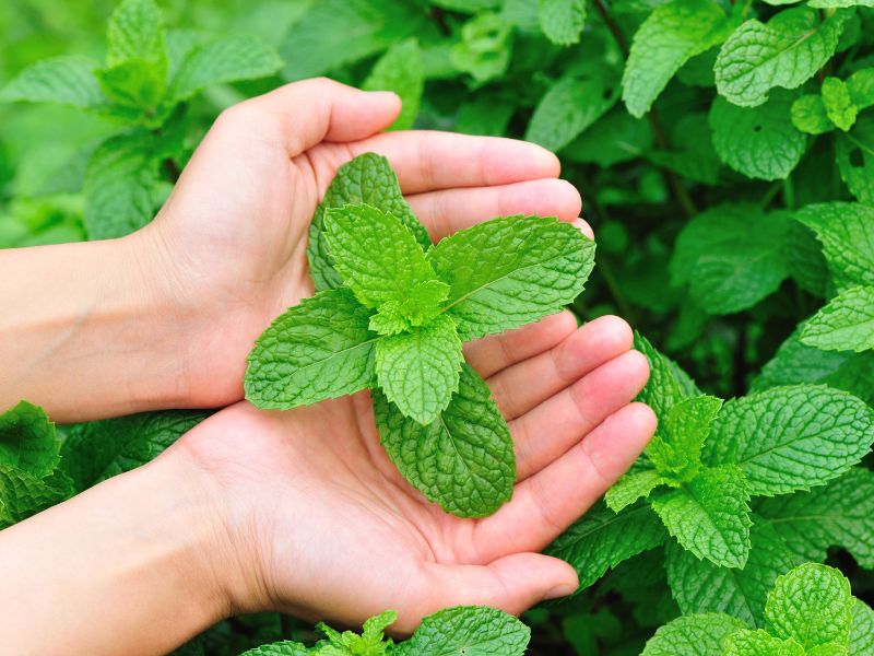 Are Mint Plants Toxic to Dogs?