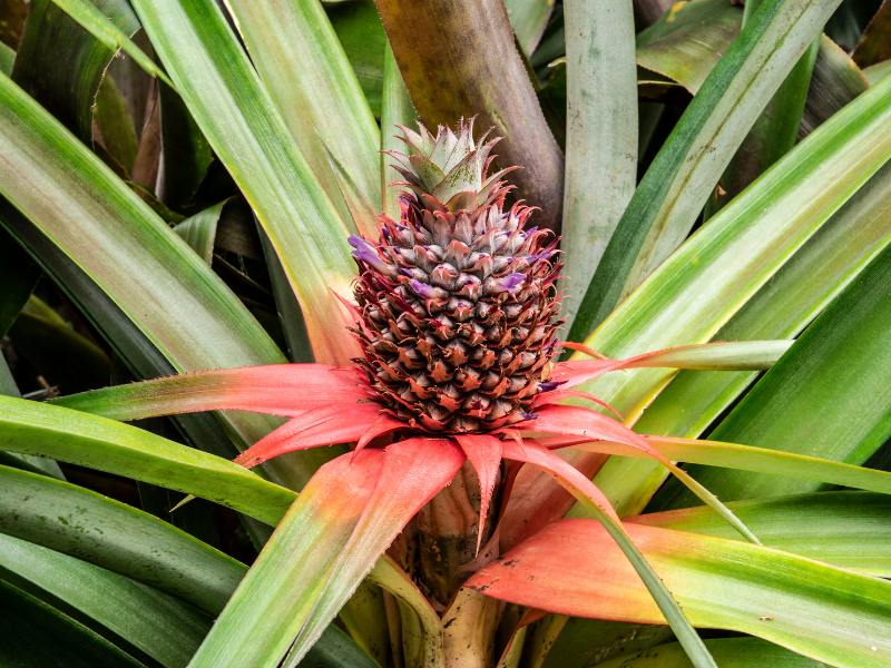 Are Pineapple Plants Toxic to Dogs?