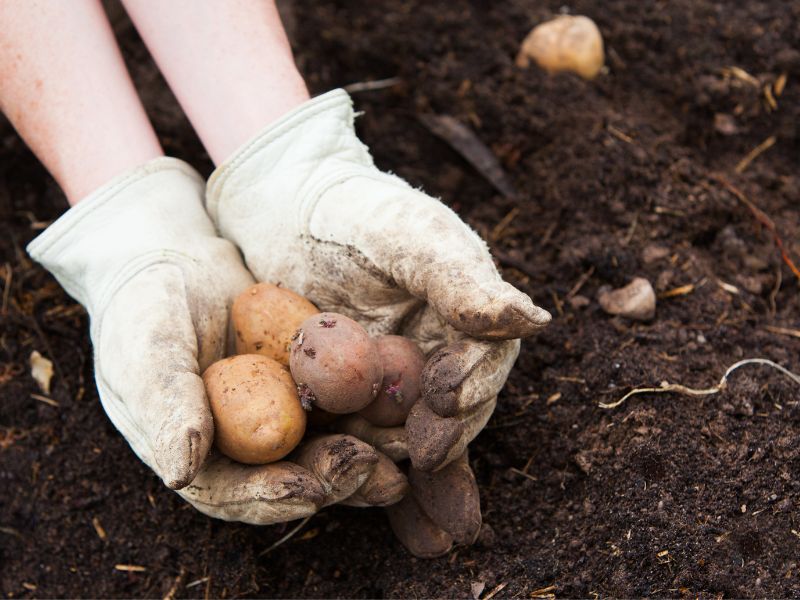 Are Potato Plants Toxic to Dogs?