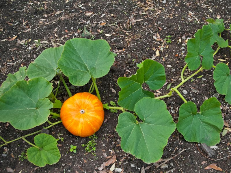 Are Pumpkin Plants Toxic to Dogs?