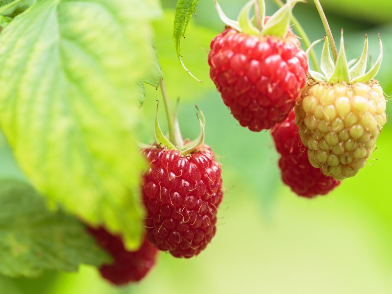 Are Raspberry Plants Toxic to Dogs?