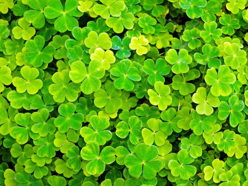 Are Shamrock Plants Toxic to Dogs?