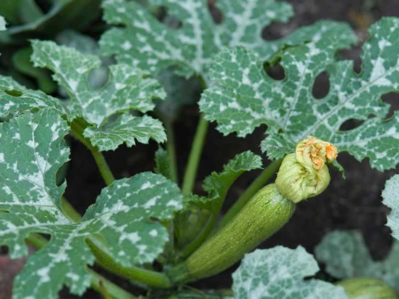 Are squash plants toxic to dogs?