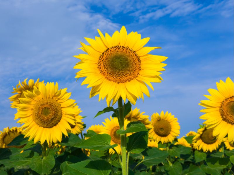 Are Sunflower Plants Toxic to Dogs?