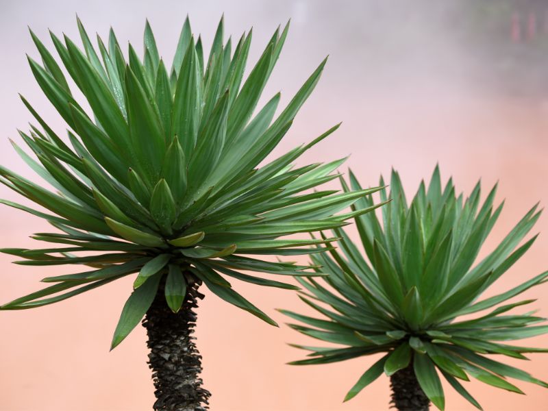 Are Yucca Plants Toxic to Dogs?