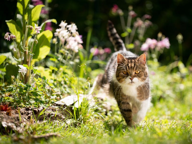 Non-Toxic and Toxic Plants for Cats