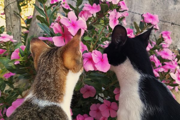 cats and flowers