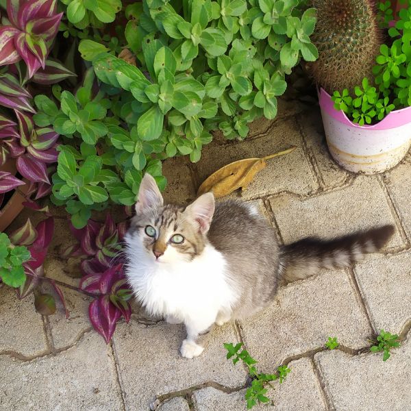 cat and plants