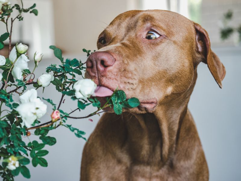 Toxic and Non-Toxic Plants for Dogs (70 types listed!)