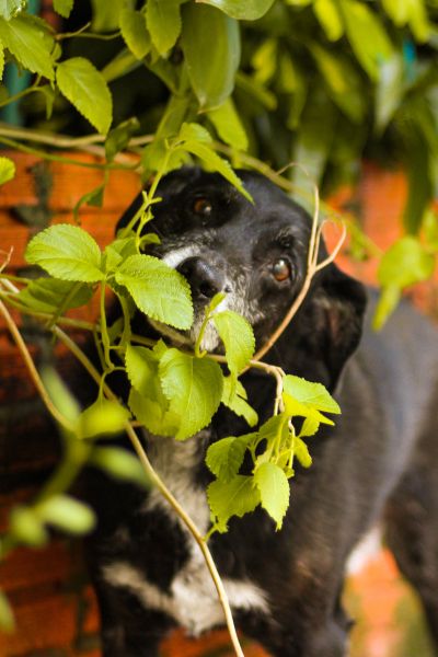 dog and plant